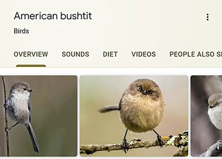 bird-haters