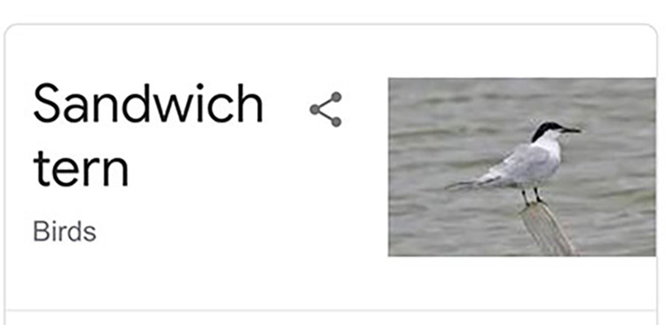 bird-haters