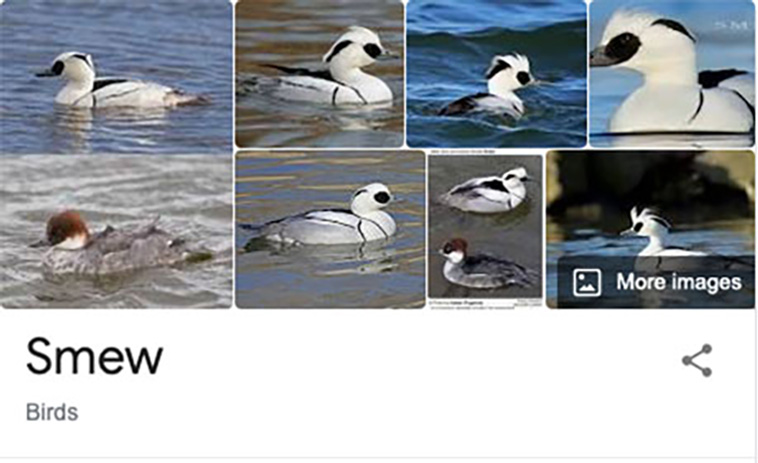 bird-haters