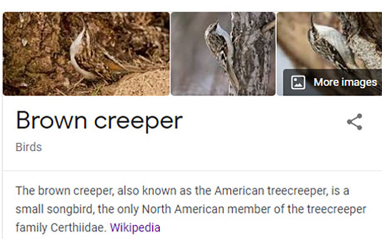 bird-haters