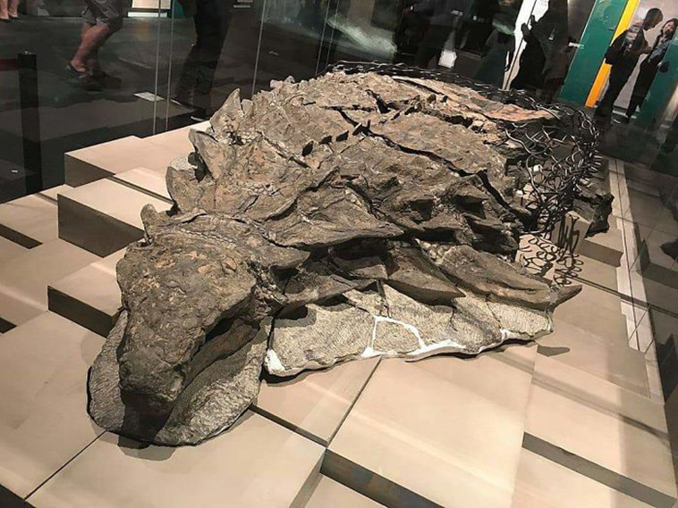 museum exhibits