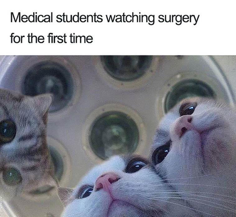 doctor memes