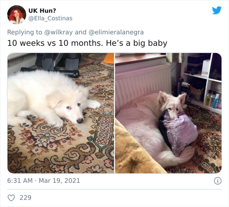 dogs growing up