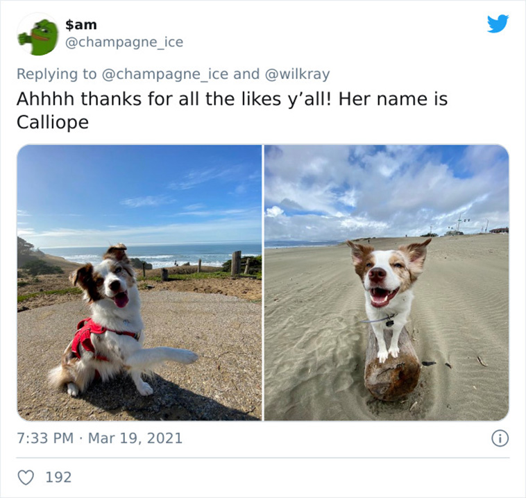 dogs growing up