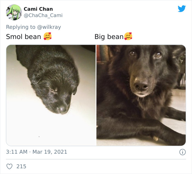 dogs growing up