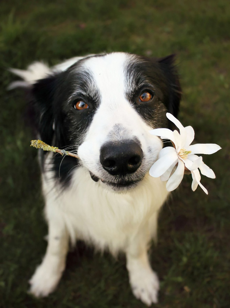 dogs with flowers