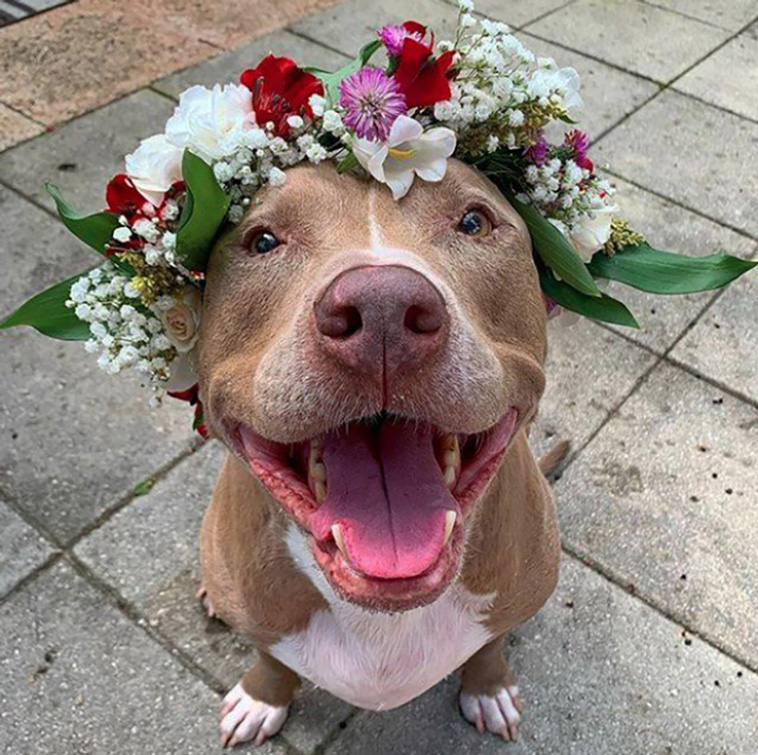 dogs with flowers