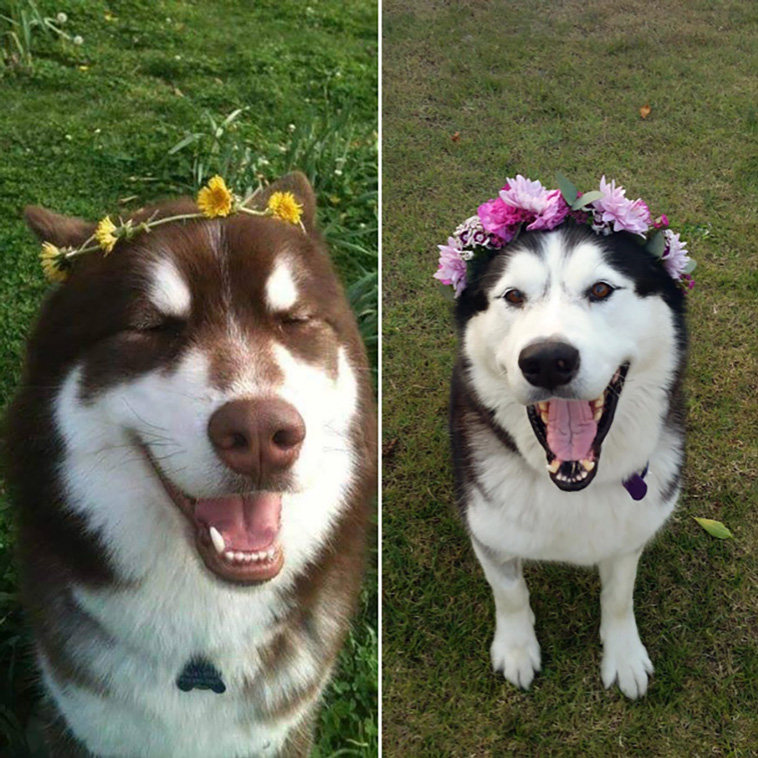 dogs with flowers