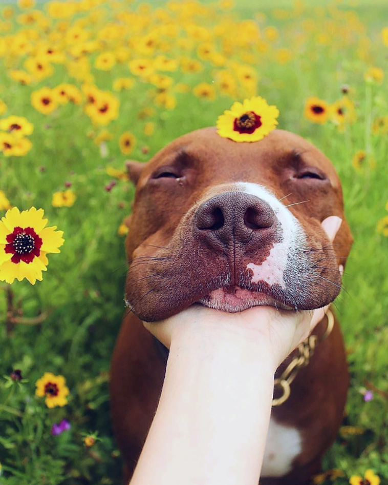 dogs with flowers