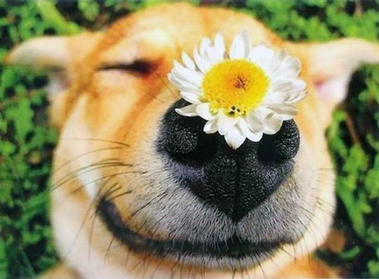 dogs with flowers