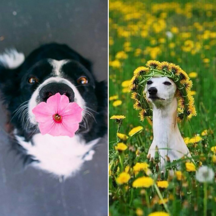 dogs with flowers