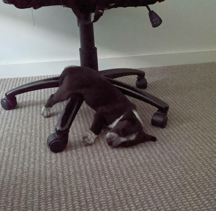What’s Wrong With Your Dog