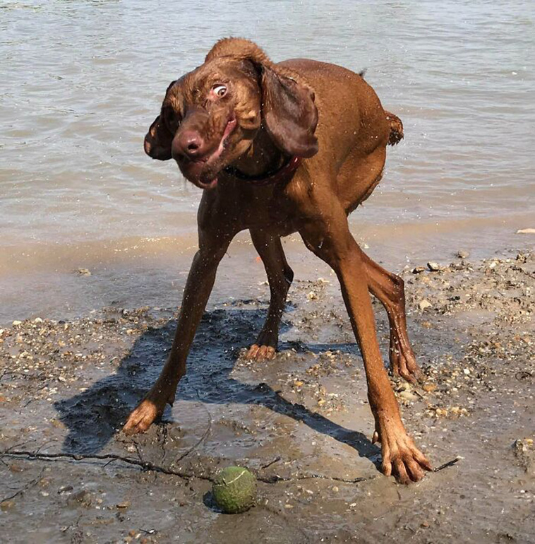 What’s Wrong With Your Dog