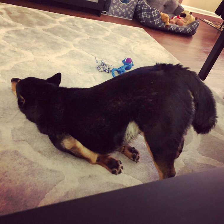 What’s Wrong With Your Dog
