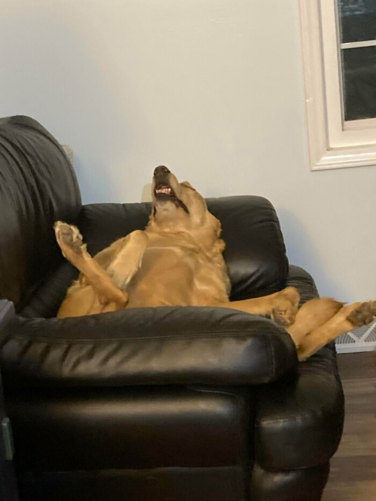 What’s Wrong With Your Dog
