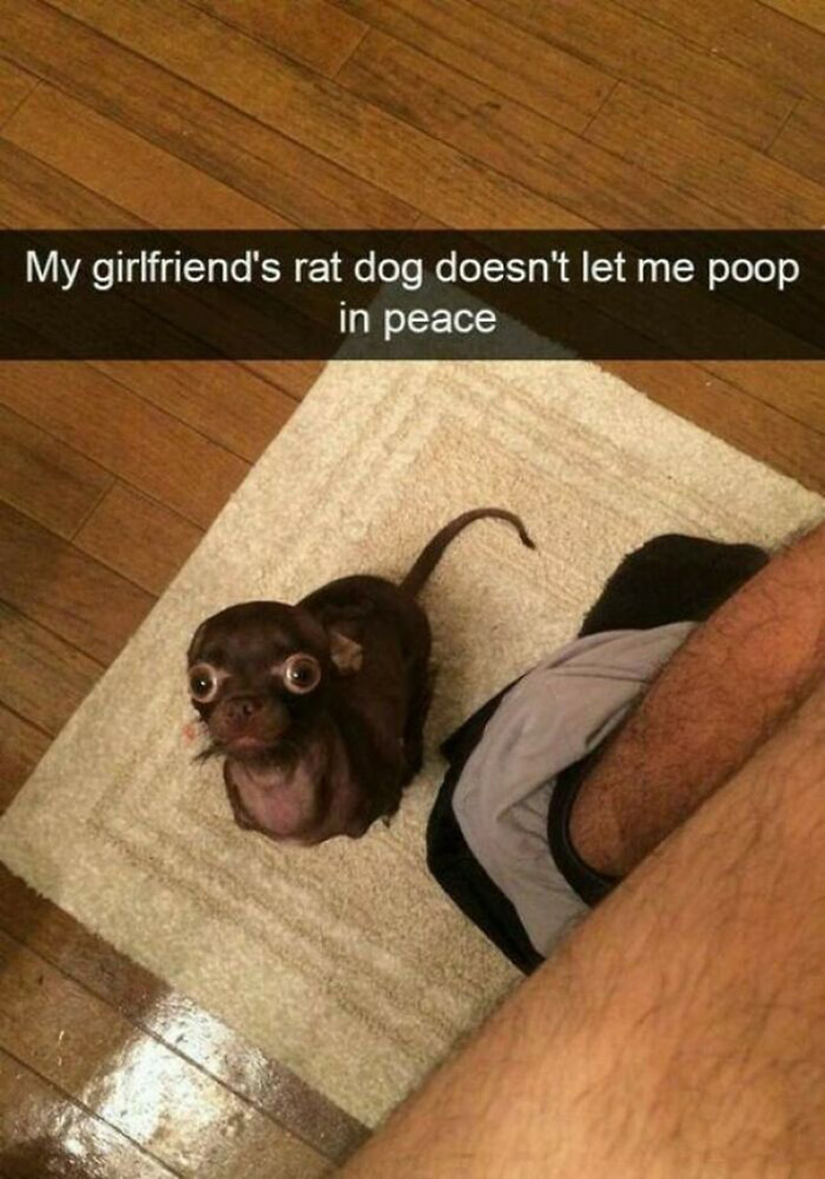 What’s Wrong With Your Dog