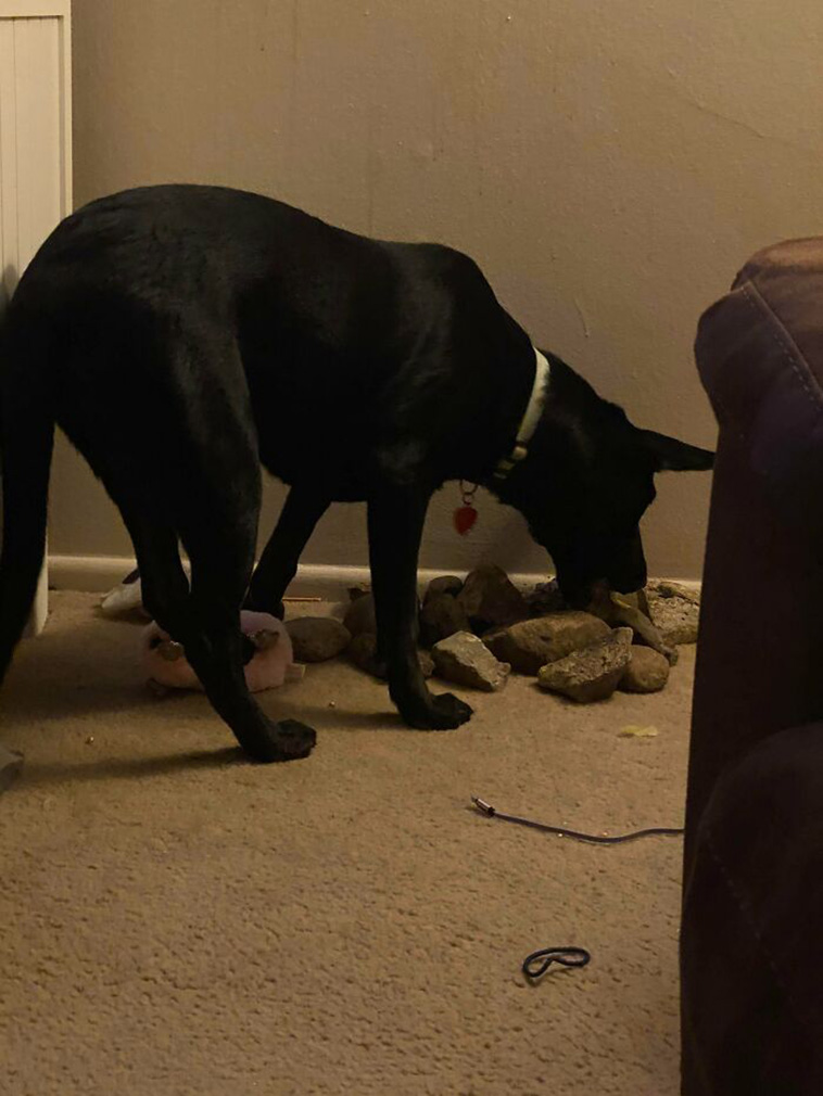 What’s Wrong With Your Dog