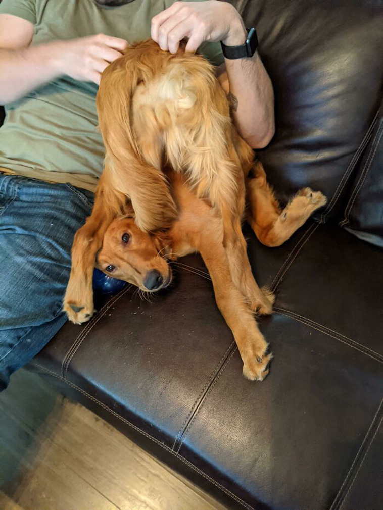 What’s Wrong With Your Dog
