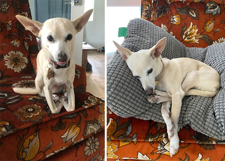 What’s Wrong With Your Dog