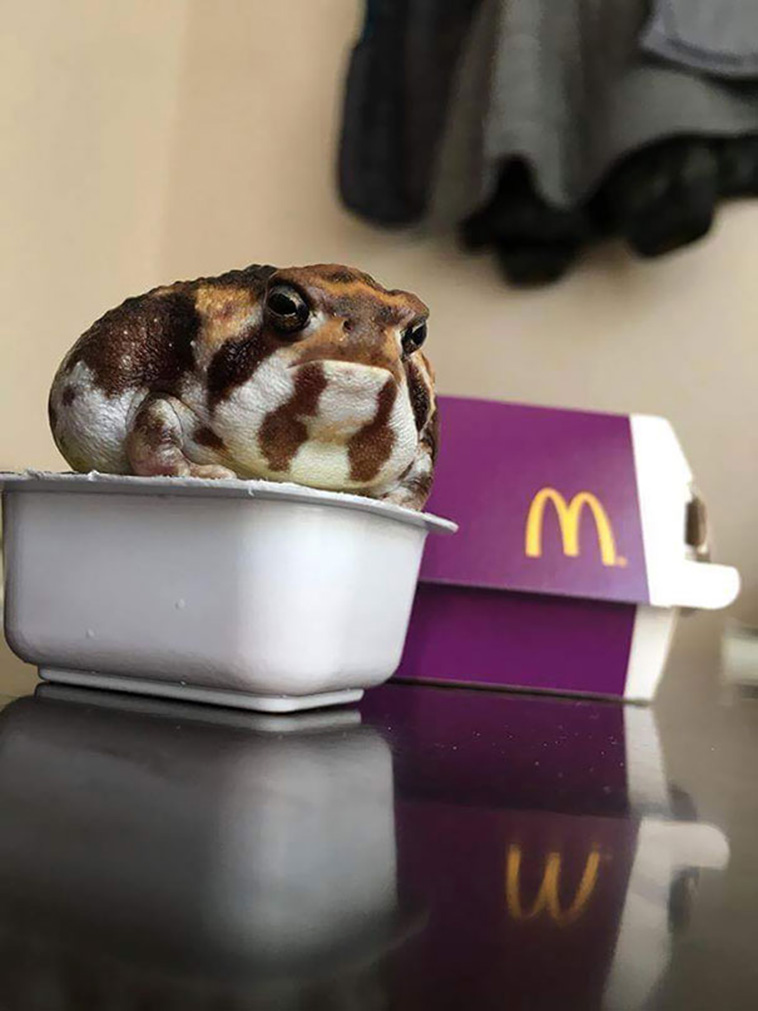 looks like food