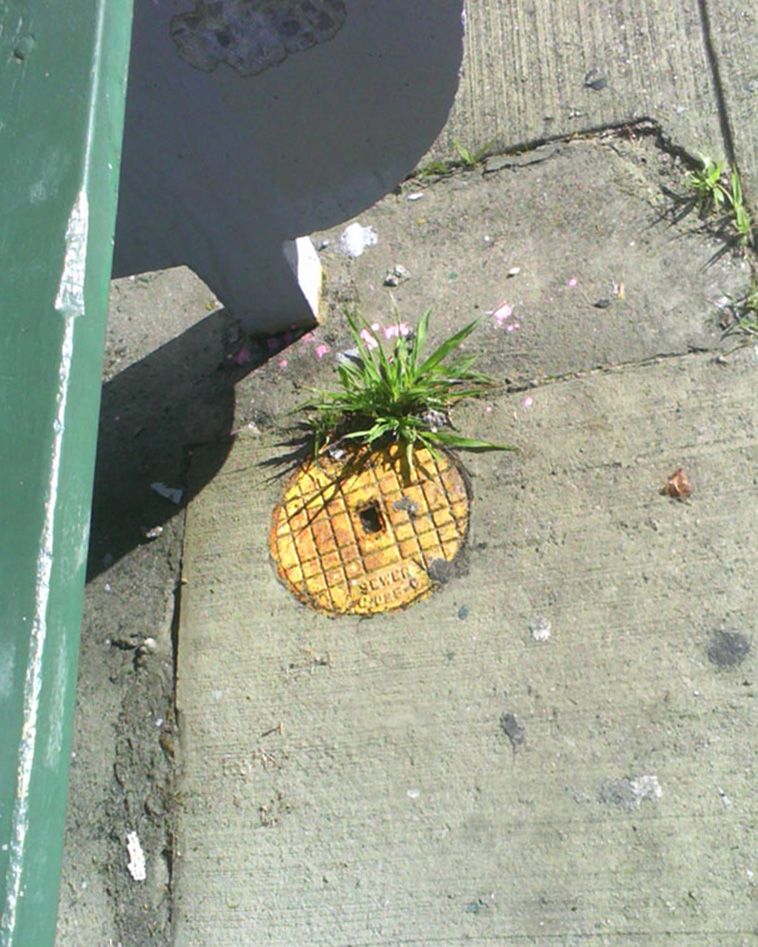 looks like food