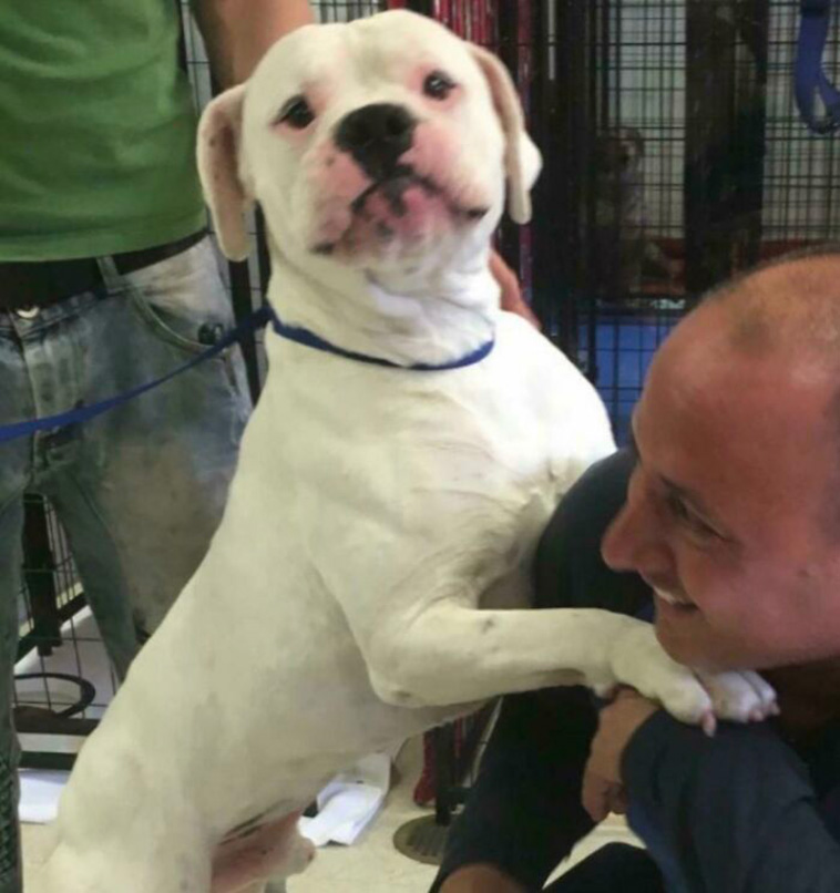 missing dogs return