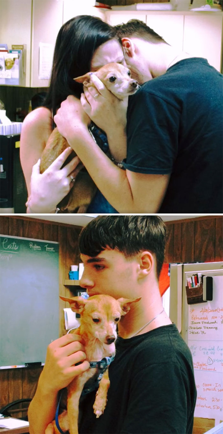 missing dogs return