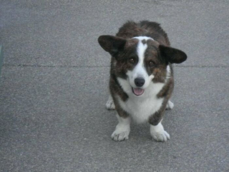 missing dogs return