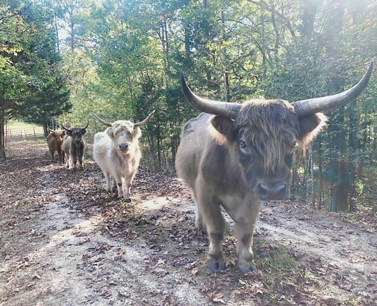 neglected animals