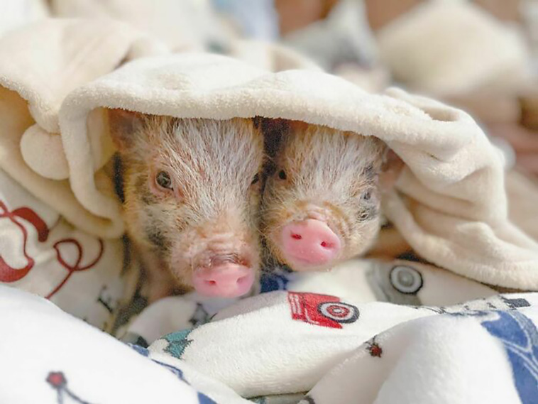neglected animals