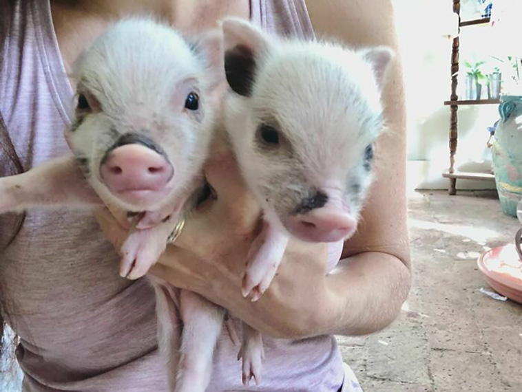 neglected animals