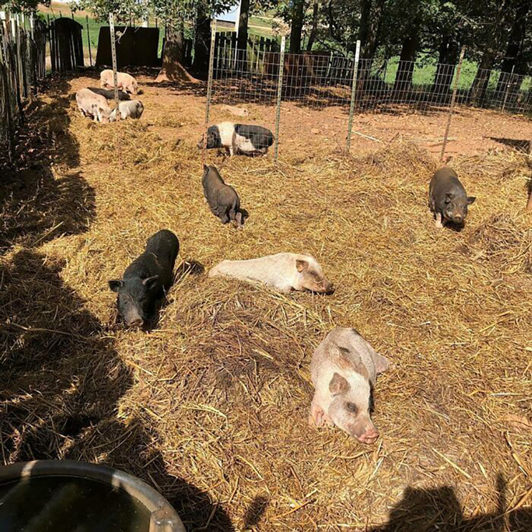 neglected animals