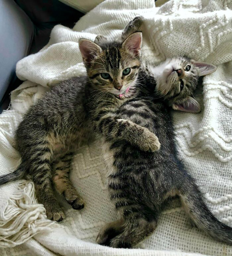 rescued pets