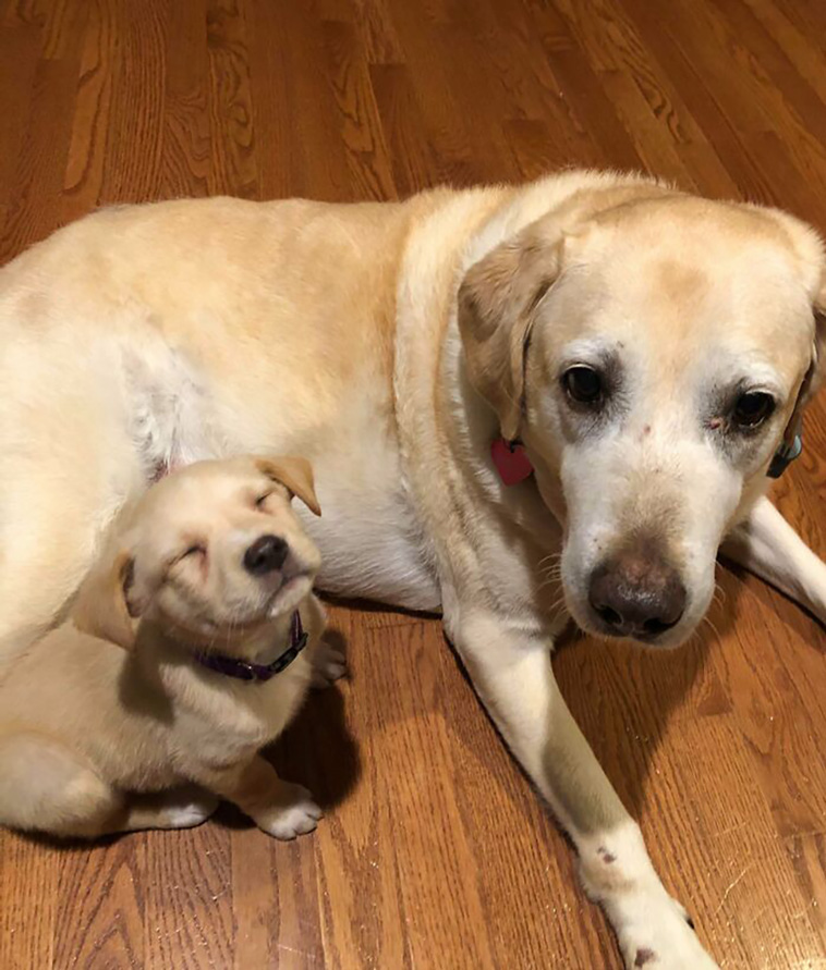 rescued pets