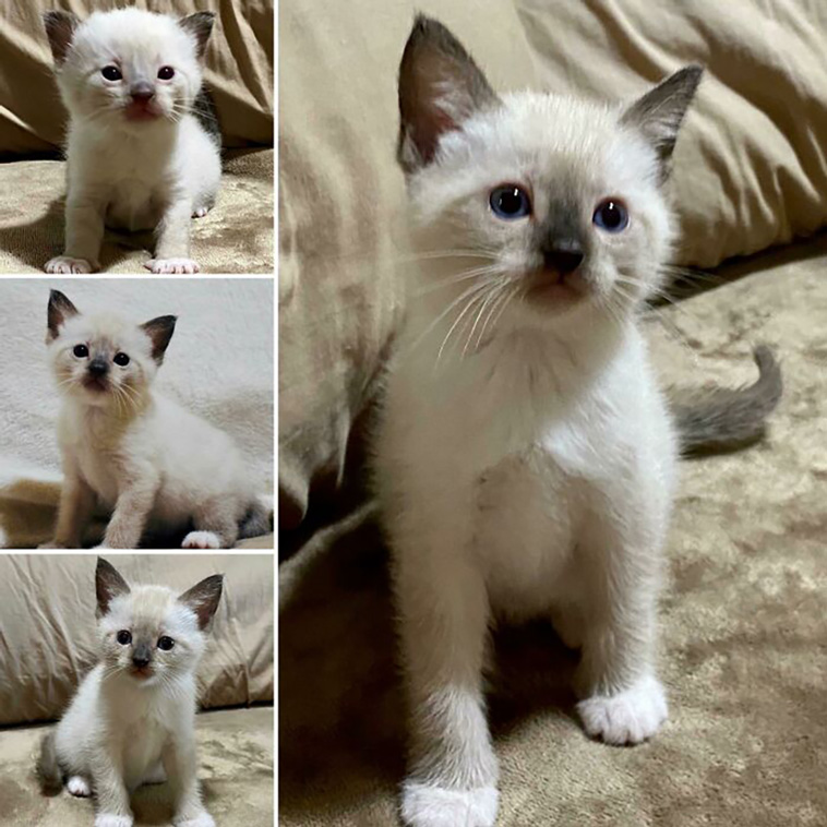 rescued pets