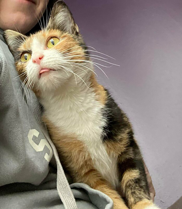 rescued pets