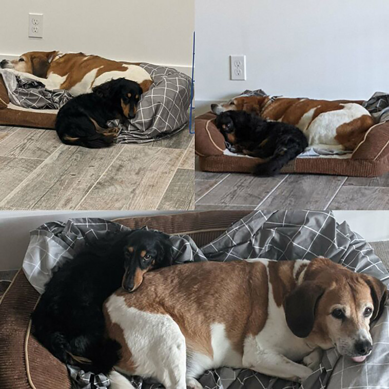 rescued pets