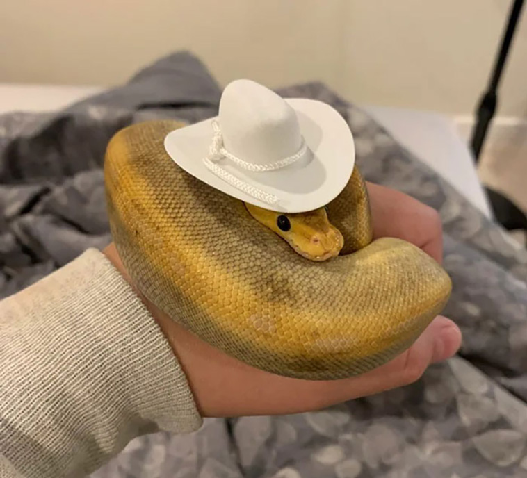 snakes with hats