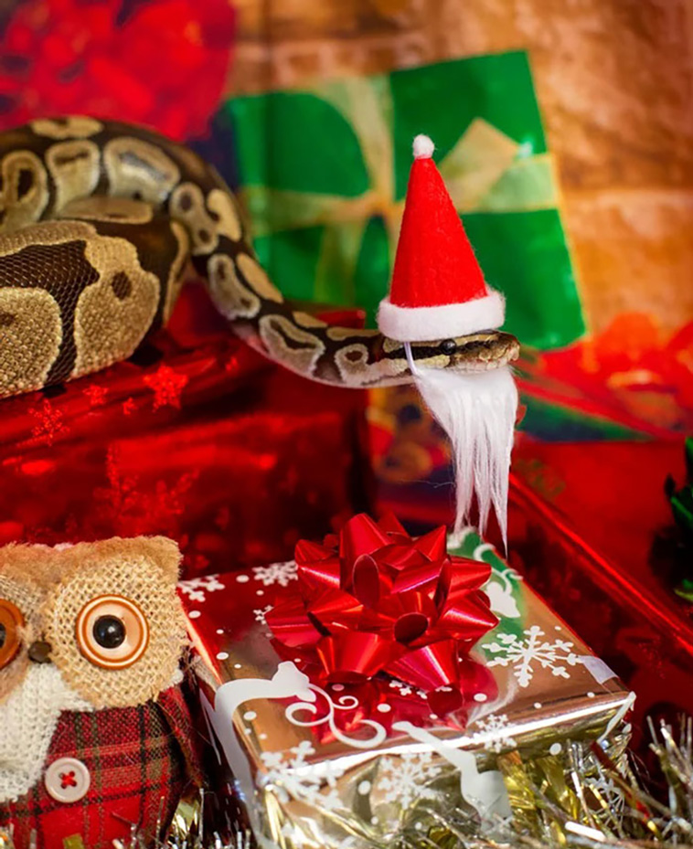 snakes with hats