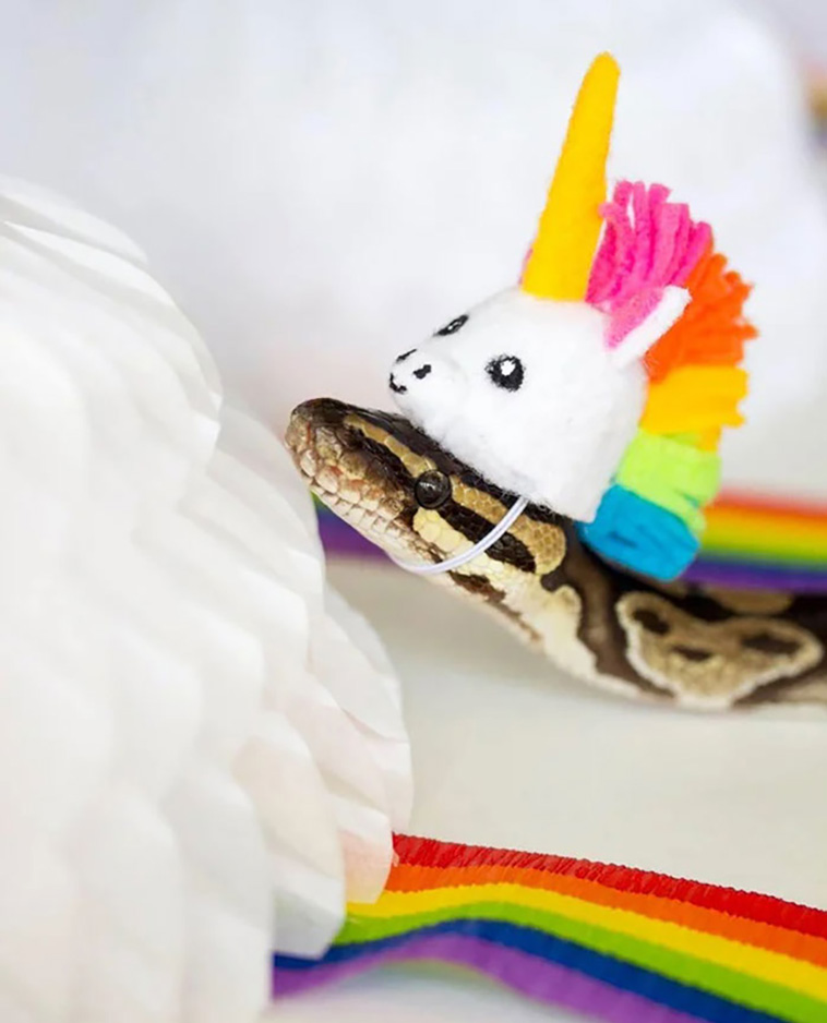 snakes with hats
