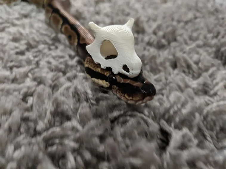 snakes with hats