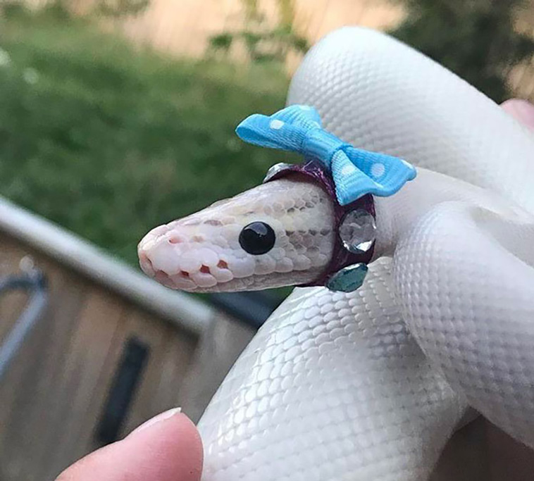snakes with hats