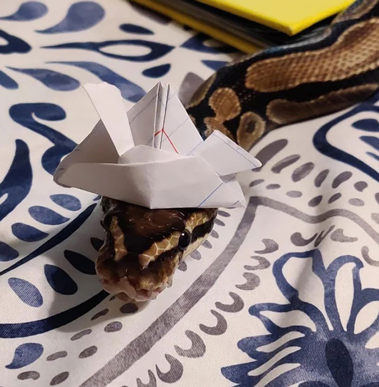 snakes with hats