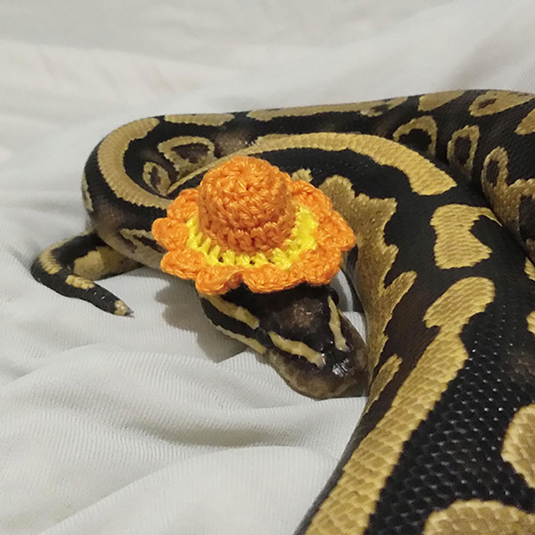 snakes with hats