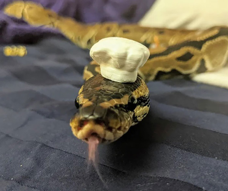 snakes with hats
