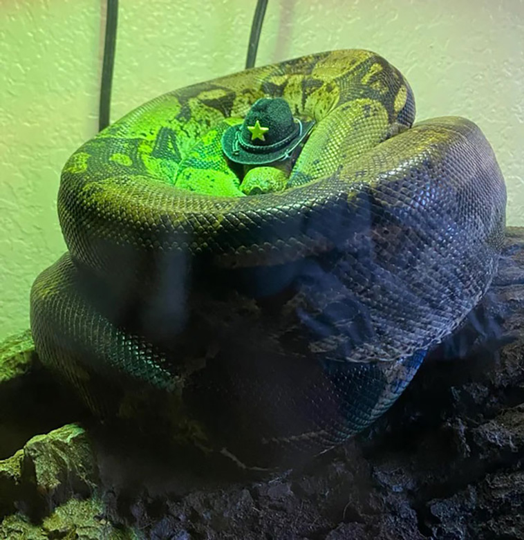 snakes with hats