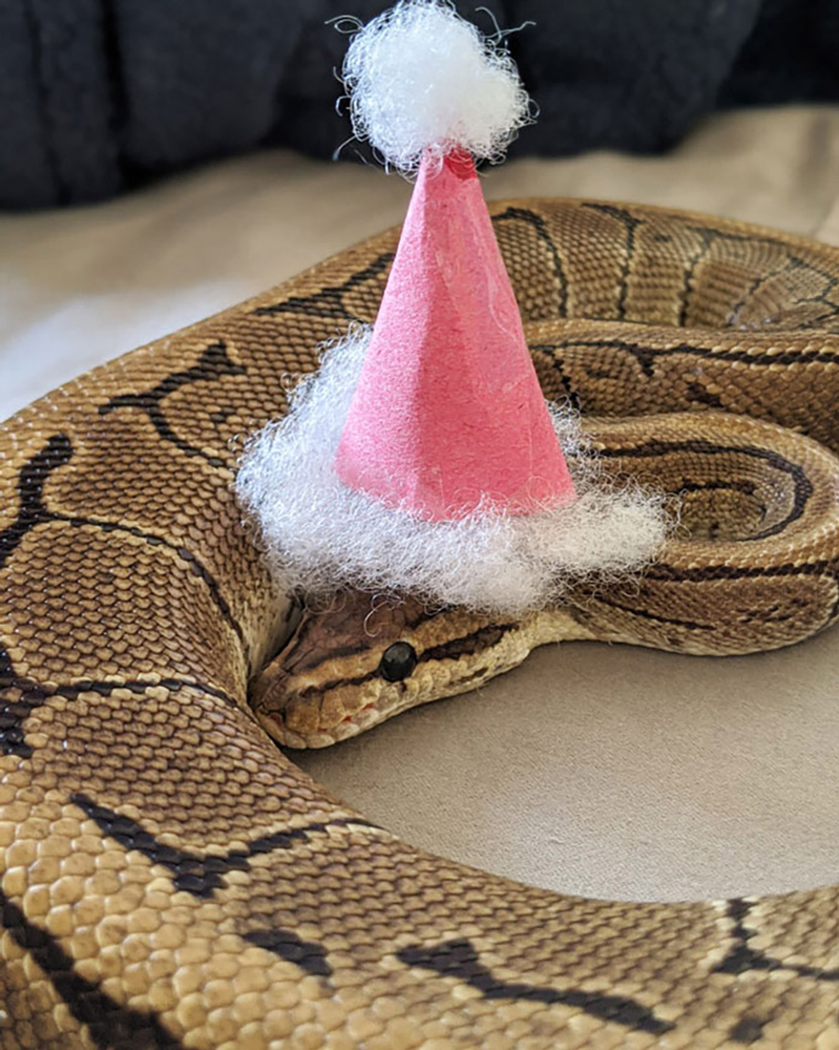 snakes with hats