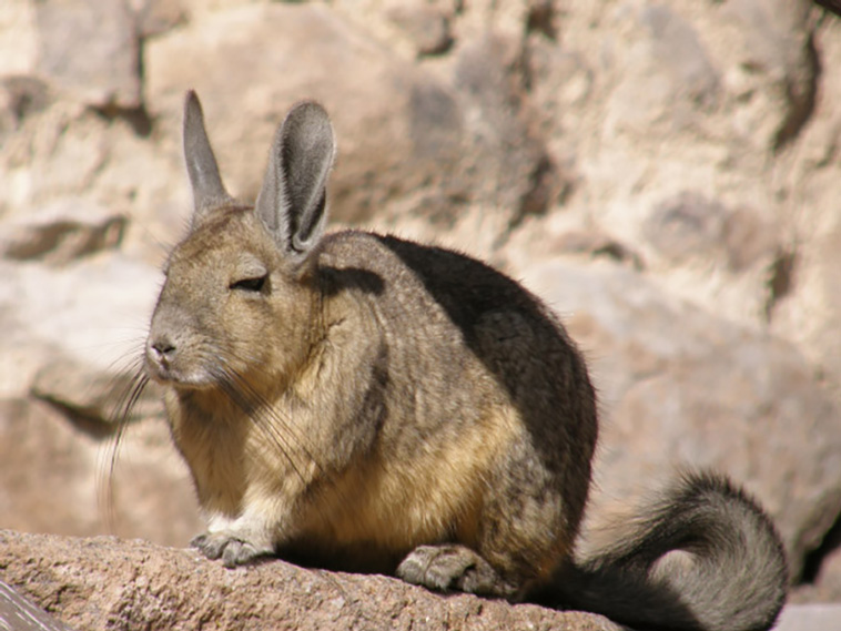 spirit animal