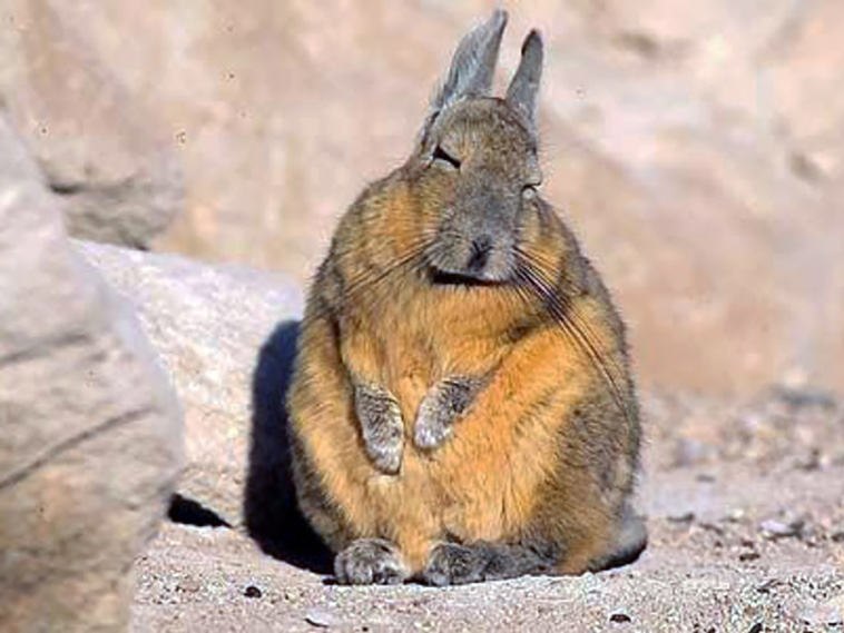 spirit animal