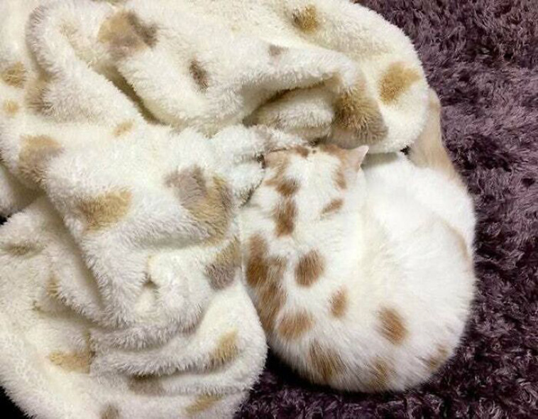 accidental camouflage